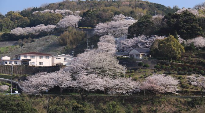 JP 2018 March Sakura Minamata | Japan Travel Insights by season